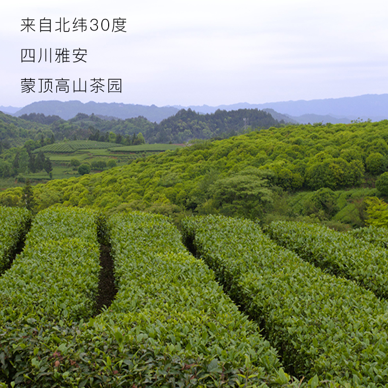 【买一赠一】DIAOCHA 茉莉绿茶茉莉花茶原叶袋泡茶 2g*14袋