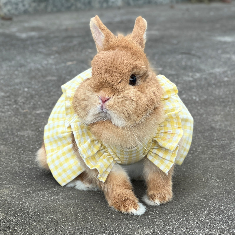 可爱波点兔子衣服外出装扮时尚格子裙保暖裙荷兰猪兔兔服饰牵引绳,淘宝优惠券,粉丝福利购,淘宝优惠卷