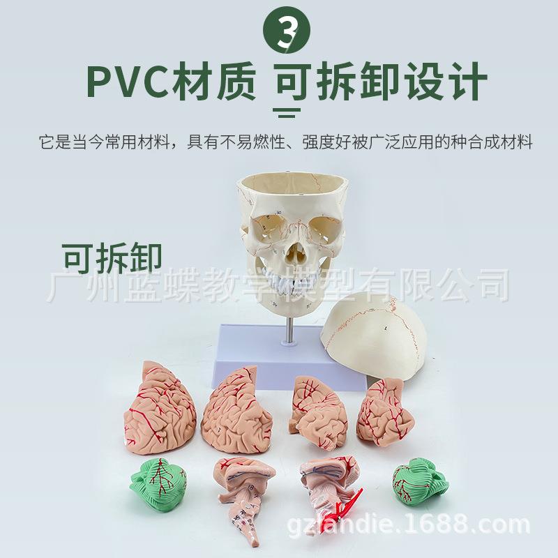 自然大头骨带颈椎附脑模型 成人骨缝线头颅附脑动脉及颈椎模型 - 图2