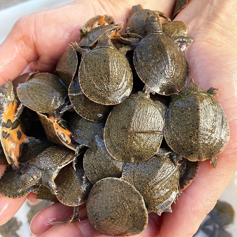 小甲鱼苗外塘生态养殖中华鳖淡水王八活体宠物水鱼送饲料包活到家,淘宝优惠券,粉丝福利购,淘宝优惠卷