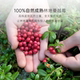 Fractions of Dried Woodland Cranberries