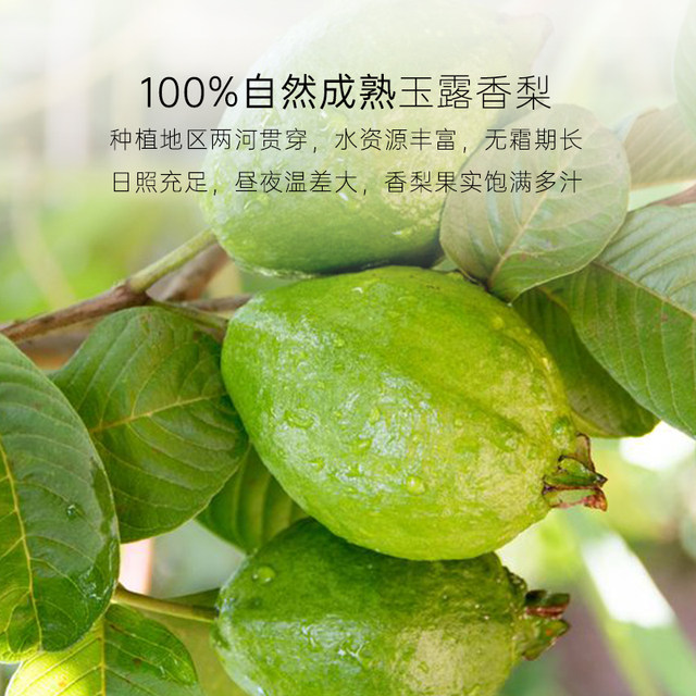 Fractions of Gyokuro fragrant pear dried individual small packaging