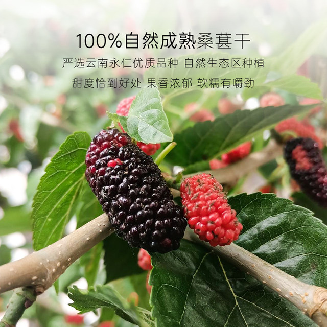 Fractions of mulberry wadi mulberry