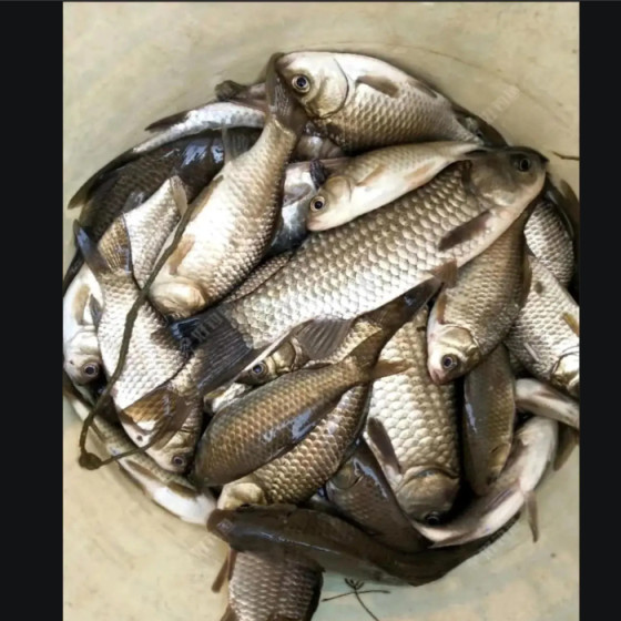 丁香粉末香精鲫鱼引诱剂鲤鱼诱食剂罗非鲢鳙野钓黑坑钓鱼专用饵料