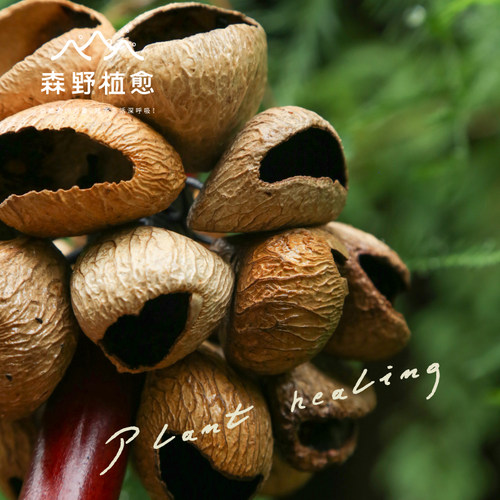 森野植愈 印尼果实手摇铃 果壳手串铃多拉疗瑜伽冥想伴奏拟声乐器 - 图3