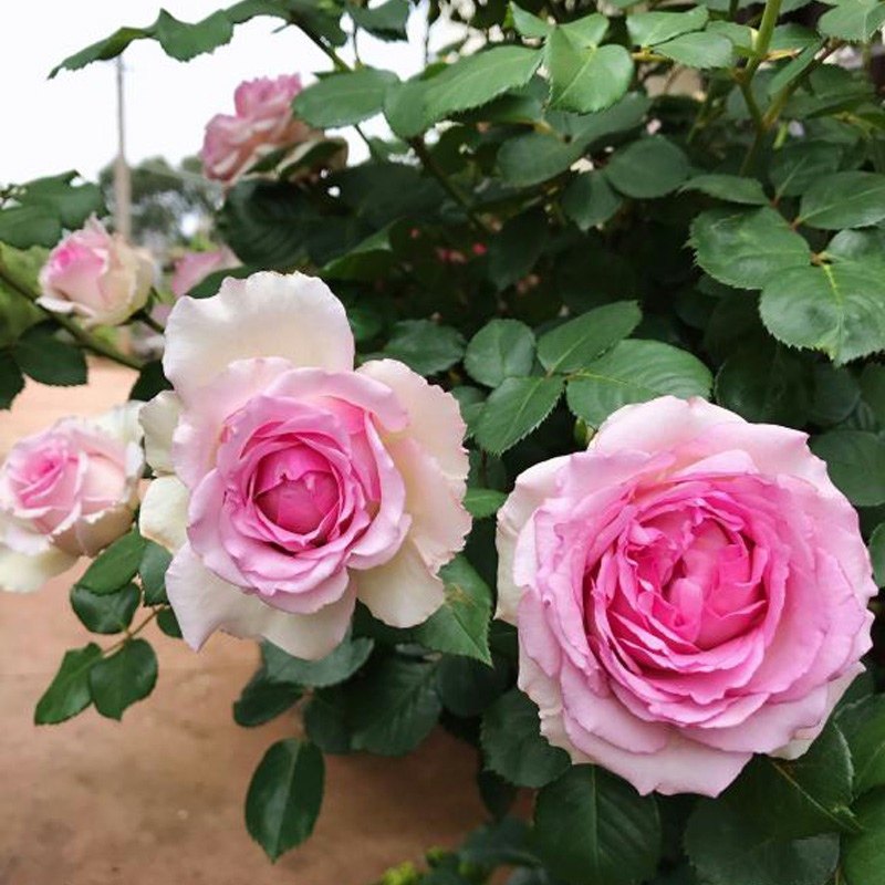 无刺爬藤蔷薇花罗衣浓香特大花多季开花藤本月季粉团庭院阳台花墙,淘宝优惠券,粉丝福利购,淘宝优惠卷