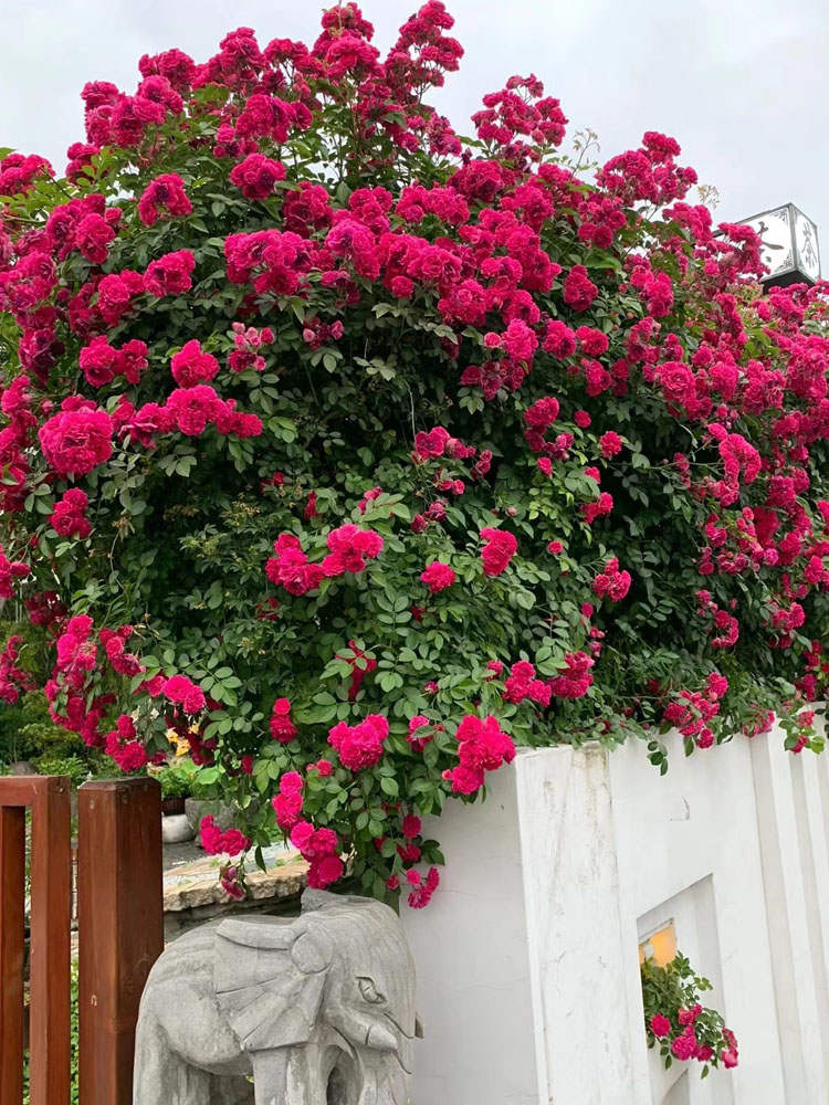 红色荷花蔷薇花大苗四季甜蜜红木香爬藤阳台庭院花卉爬墙花植物 - 图3