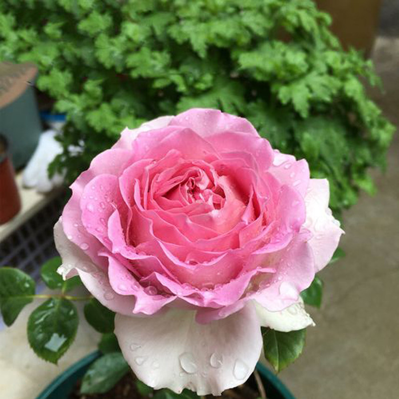 无刺爬藤蔷薇花罗衣浓香特大花多季开花藤本月季粉团庭院阳台花墙,淘宝优惠券,粉丝福利购,淘宝优惠卷