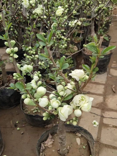 绿宝石海棠花盆栽彩玉海棠老桩长寿冠红色海棠盆景垂丝树苗阳台花 - 图2