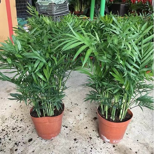 散尾葵盆栽客厅大型绿植室内富贵椰子盆栽凤尾竹袖珍花卉植物旺宅 - 图3