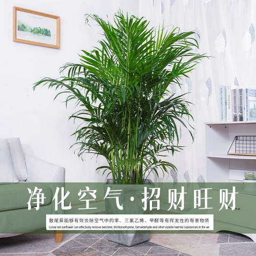 散尾葵盆栽客厅大型绿植室内富贵椰子盆栽凤尾竹袖珍花卉植物旺宅 - 图1