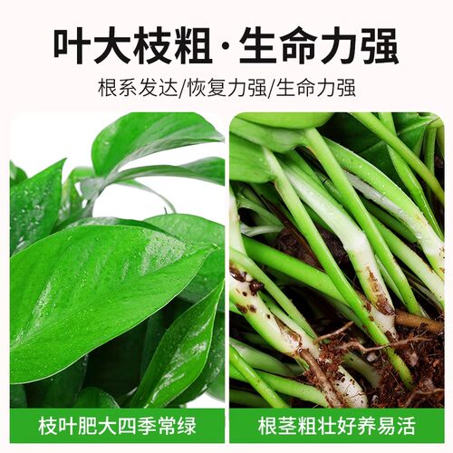 新房家用绿萝盆栽室内绿植花卉净化空气长藤大盆绿箩植物水培吊兰 - 图0