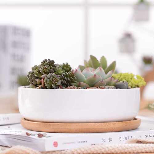 1 Set Minimalist Ceramic Succulent Plant Pot White - 图2