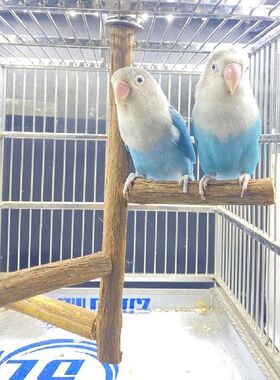 Bird Parrots Stand Bar Toy Parrot Bite Chew Toys Swing Pet