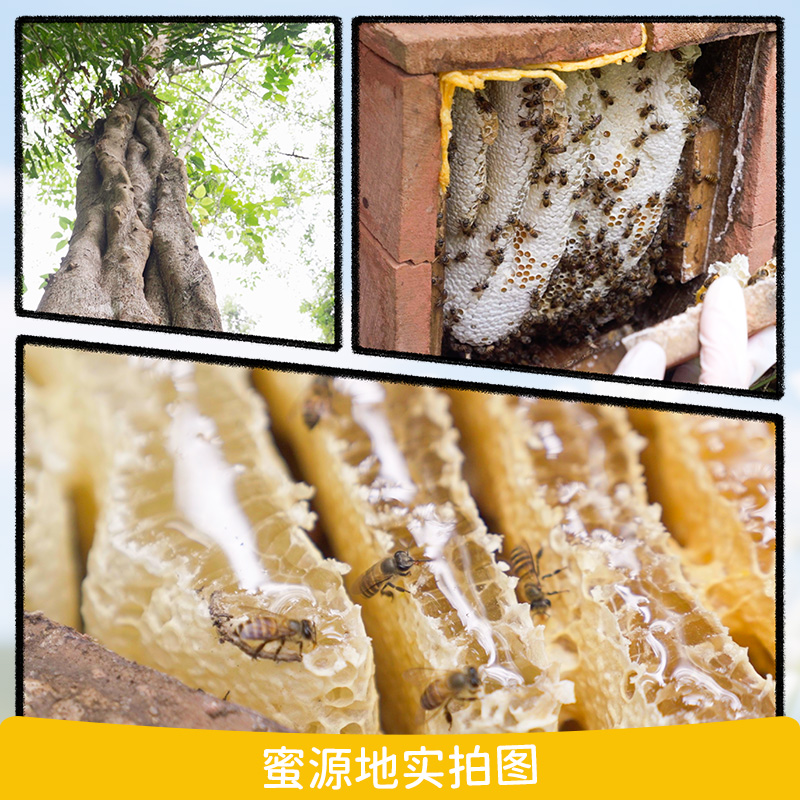 云南西双版纳中华小蜜蜂蜂蜜纯正天然雨林百花山花蜜农家土蜂蜜 - 图3