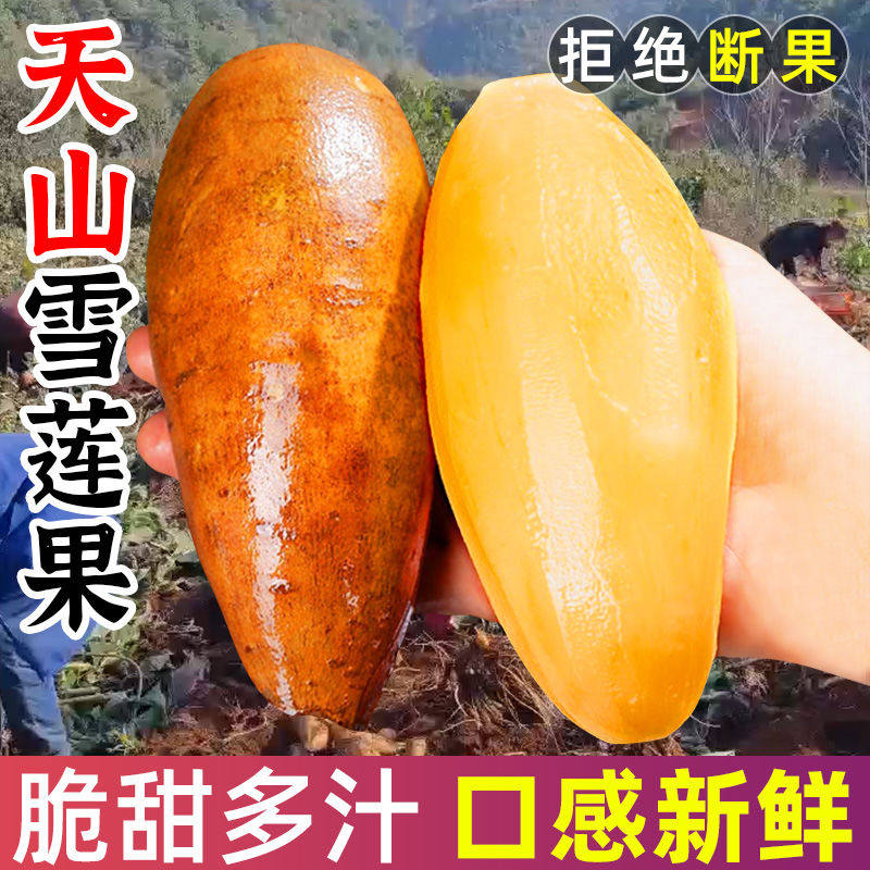 现货!云南天山雪莲果新鲜水果当季应季黄心特级9斤装孕妇大果红泥,淘宝优惠券,粉丝福利购,淘宝优惠卷