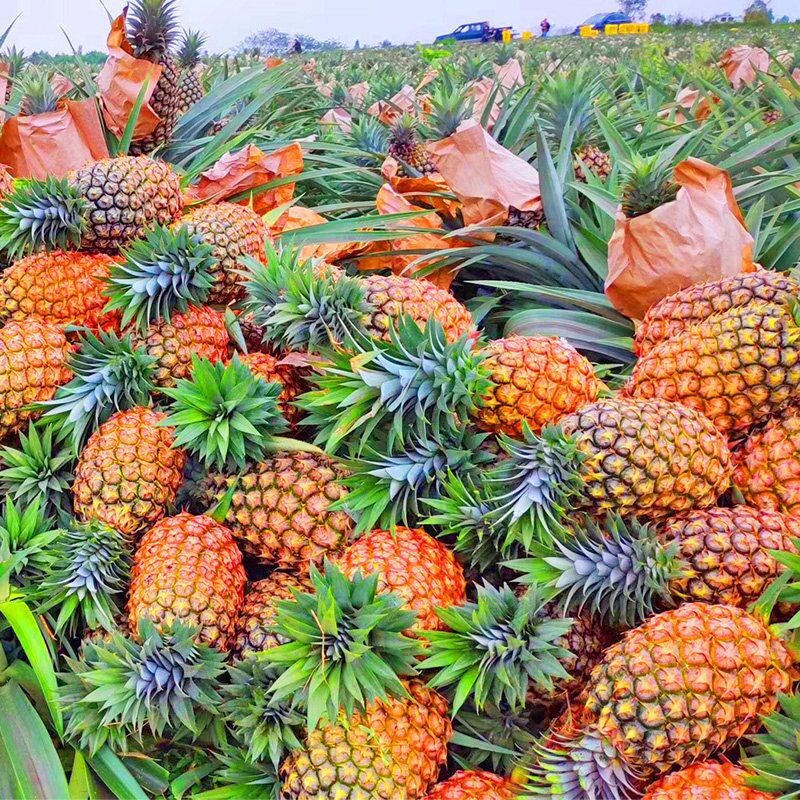 正宗海南金钻凤梨18斤新鲜当季大水果手撕香水粉小太阳菠萝果包邮-图2