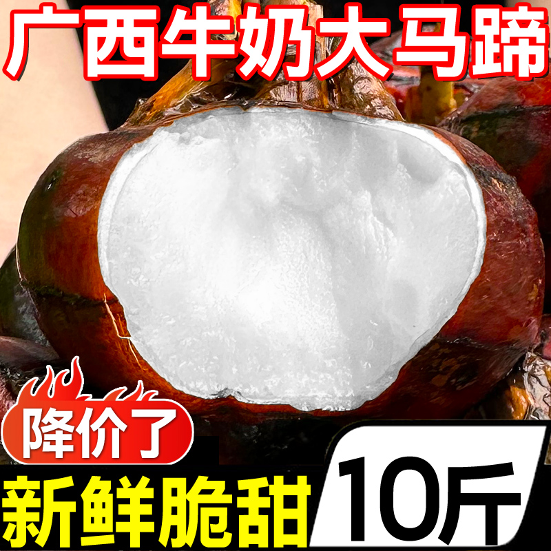 广西牛奶特大马蹄10斤新鲜蔬菜荸荠水果农家白马蹄即食特产包邮-图2