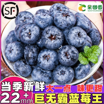 Mountain Plateau Blueberry Fresh Fruit Fresh Pregnant Woman Baby Fruit Peru a Grand Lanplum King of the season Season Full Box