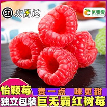 Red Raspberry Fresh Fruit Pregnant Woman Fruit Raspberry Rare Tropical Yunnan Pleasant berry Fresh Tree May Shunfeng Harvest Season