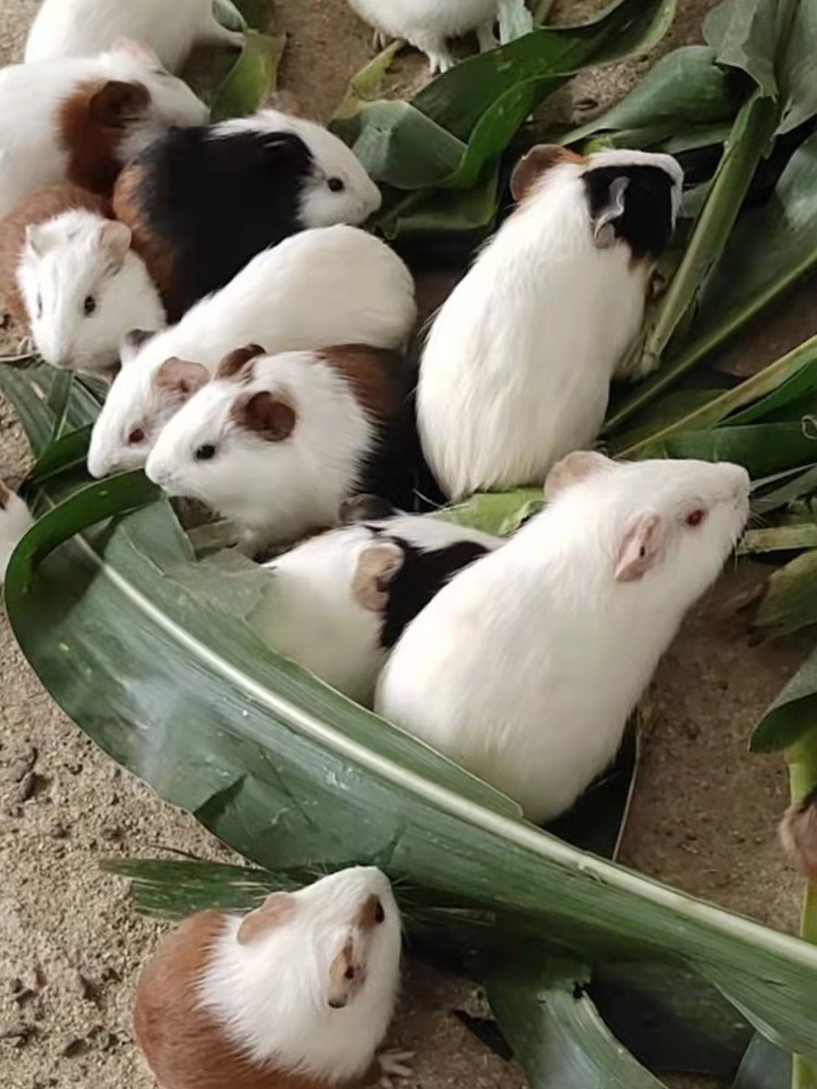 荷兰猪活体荷兰猪活物荷兰猪宠物豚鼠活体豚鼠活物荷兰兔活体幼崽,淘宝优惠券,粉丝福利购,淘宝优惠卷