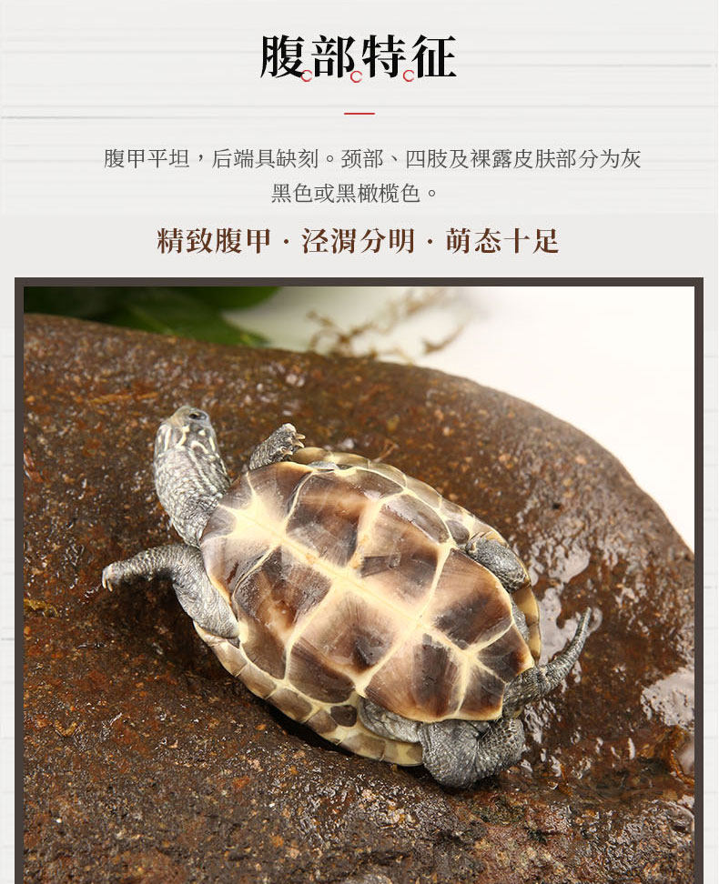 中华草龟小乌龟活体外塘宠物长寿龟水龟金线龟活物龟小观赏宠物龟,淘宝优惠券,粉丝福利购,淘宝优惠卷
