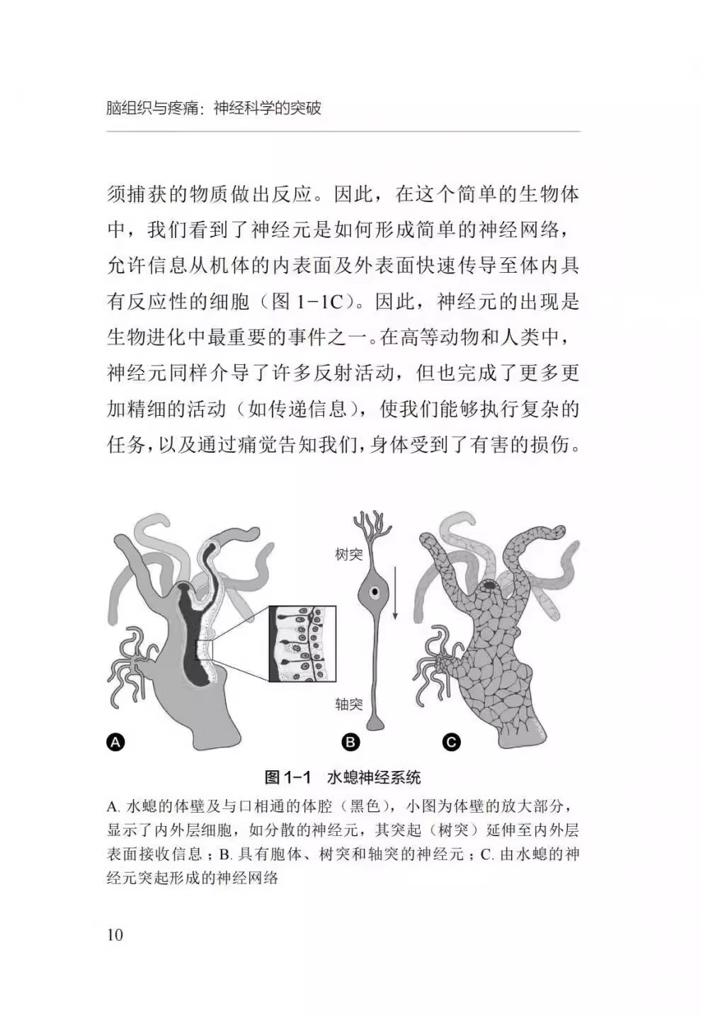 DF【央视网】脑组织与疼痛 神经科学的突破 深度剖析疼痛通路与大脑回路的关系 周围神经和皮节 脑的解剖 中国科学技术出版社ZK - 图2