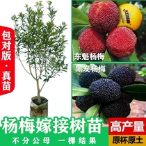 Yang Mei Tree Large Tree Mifry to pick up Miao Dongkui Back to the year Result balcony Yangmei water chestnuts Yang Mei Miao Courtyard with earth planting