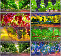 Turpans grapes cooked in Xinjiang folk songs stage big screen song Background Led video material