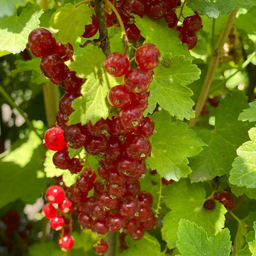 红加仑果树苗红豆苗红醋栗苗红灯笼果苗南北方种植结果红茶藨子 - 图3