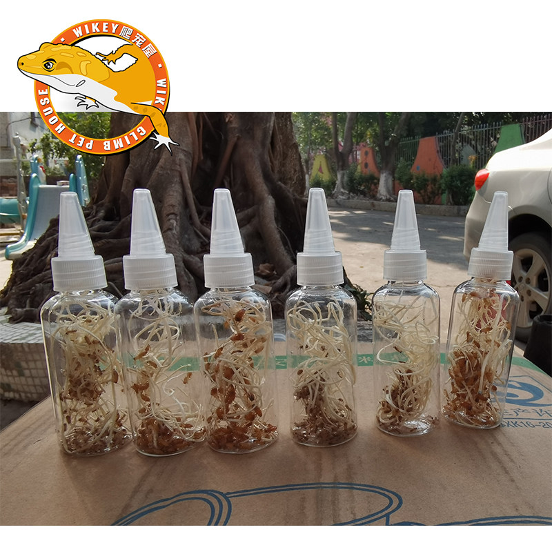 樱桃蟑螂活体饲料樱桃红蟑螂幼体活虫爬宠爬虫鸣虫食物守宫金龙鱼,淘宝优惠券,粉丝福利购,淘宝优惠卷