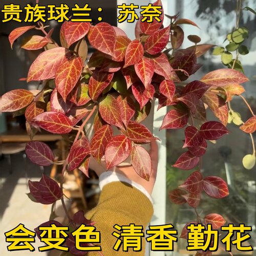 苏奈球兰勤花四季室内阳台花卉绿植垂吊悬挂植物吊兰盆栽板植苏耐 - 图1
