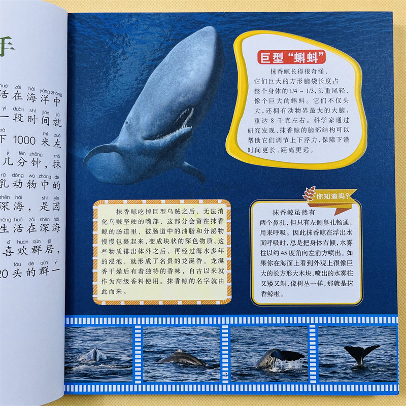 儿童海洋百科全书海洋生物百科全书海底世界绘本海洋世界书籍海洋书海底图片认知幼儿关于海里的动物的书海洋8小学生课外书