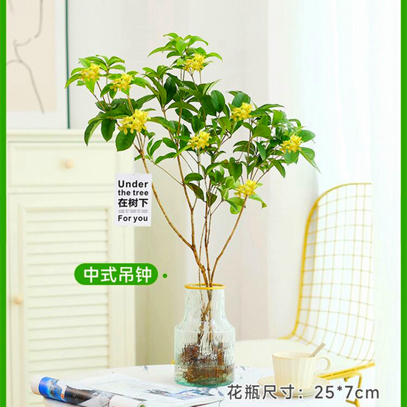 桂花树苗水培植物四季开花四季桂浓香型室内办公桌面好养水养绿植 - 图1