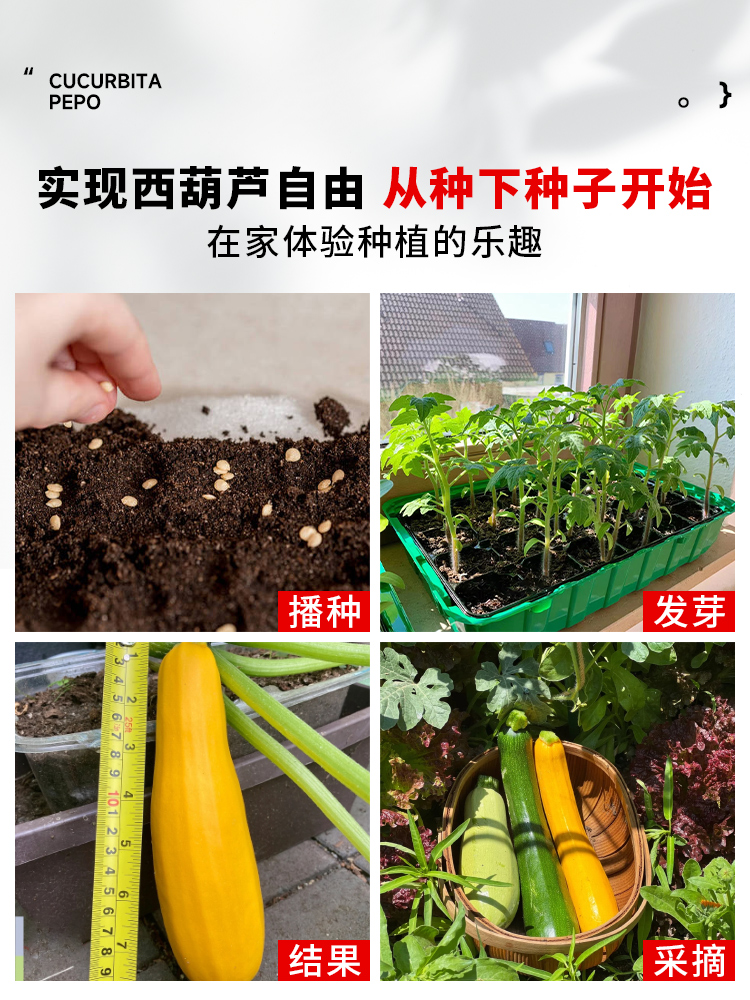 高产西葫芦种孑蔬菜苗子大全四季香蕉水果瓜秧阳台种植盆栽黄瓜青 - 图3