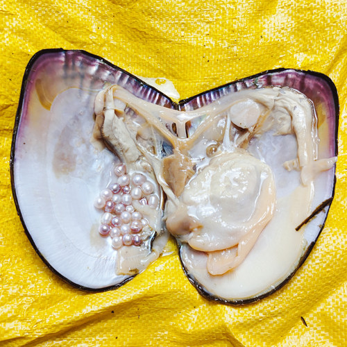 真的淡水紫色单珠巨无霸多珠组合自己开蚌取爱迪生珍珠蚌鲜活河蚌 - 图2