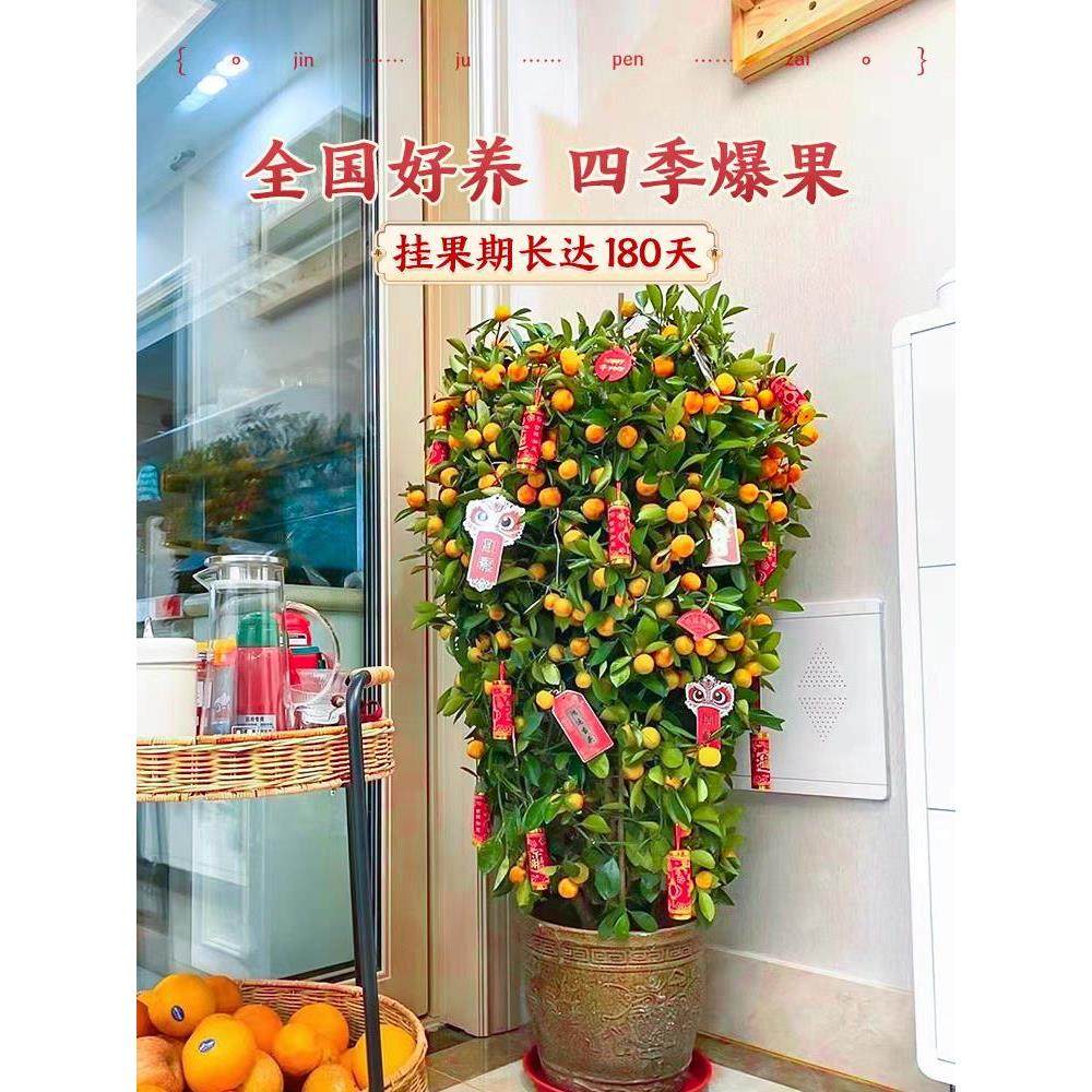 年桔金桔树盆栽带果年宵花绿植新年开业大型朱砂橘客厅招财四季桔,淘宝优惠券,粉丝福利购,淘宝优惠卷