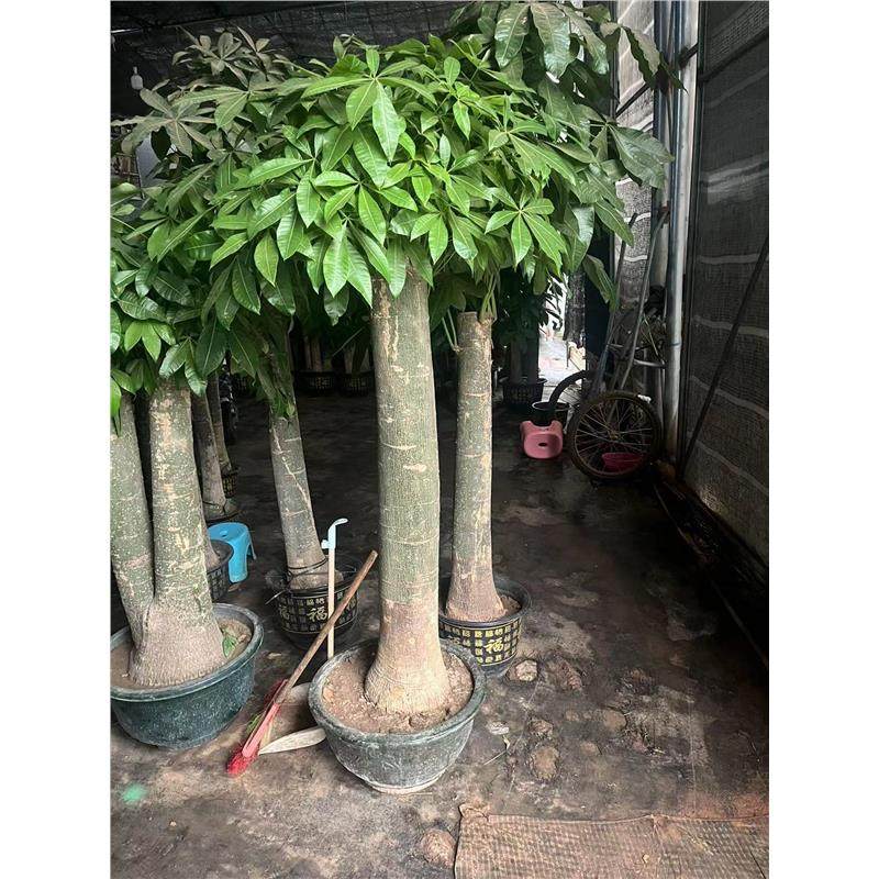 大粗杆发财树盆栽室内客厅办公室开业乔迁招财大独杆老庄室内绿植,淘宝优惠券,粉丝福利购,淘宝优惠卷
