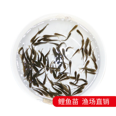 鱼苗活体鲤鱼鲫鱼草鱼青鱼苗龙鱼饲料泥鳅苗鳄龟乌龟开口粮小鱼苗-图2