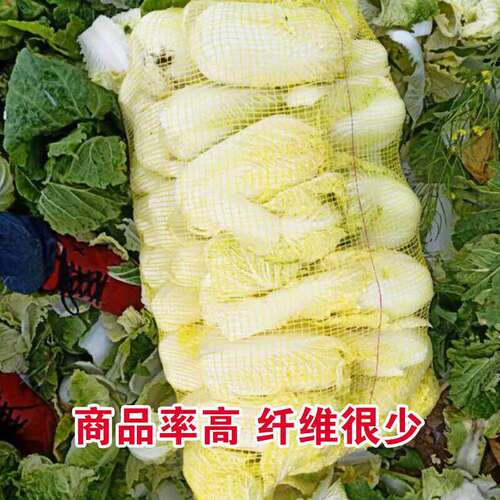 娃娃菜种子四季播黄金娃娃菜种籽小白菜庭院种菜阳台盆栽蔬菜种子 - 图0