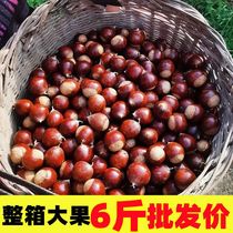 (Dumped price) Fujian Chestnut Chestnut chestnut chestnut Chestnut Raw Chestnut Wild Small Chestnut Oil Chestnut Oil Chestnut 3 5 kg Large plate