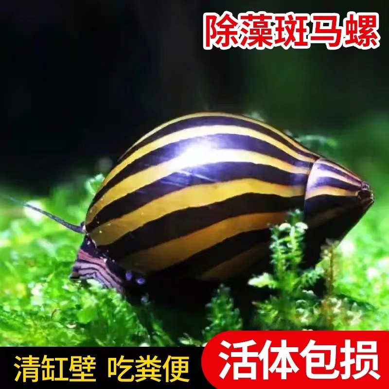 斑马螺草缸除藻工具螺好养淡水观赏螺吃鱼龟粪便清洁鱼缸活体宠物,淘宝优惠券,粉丝福利购,淘宝优惠卷