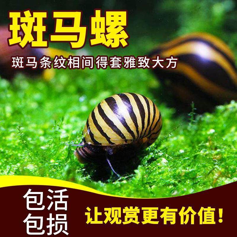 斑马螺草缸除藻工具螺好养淡水观赏螺吃鱼龟粪便清洁鱼缸活体宠物,淘宝优惠券,粉丝福利购,淘宝优惠卷