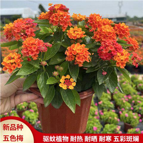 马樱丹 新人首单立减十元 22年9月 淘宝海外