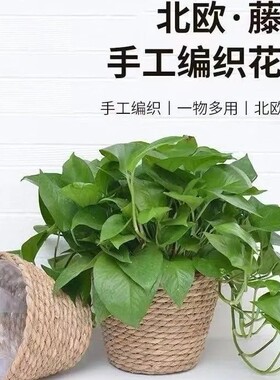 田园草编糖炒栗子抱抱桶小熊花盆干花摆件摆件花盆花篮编织