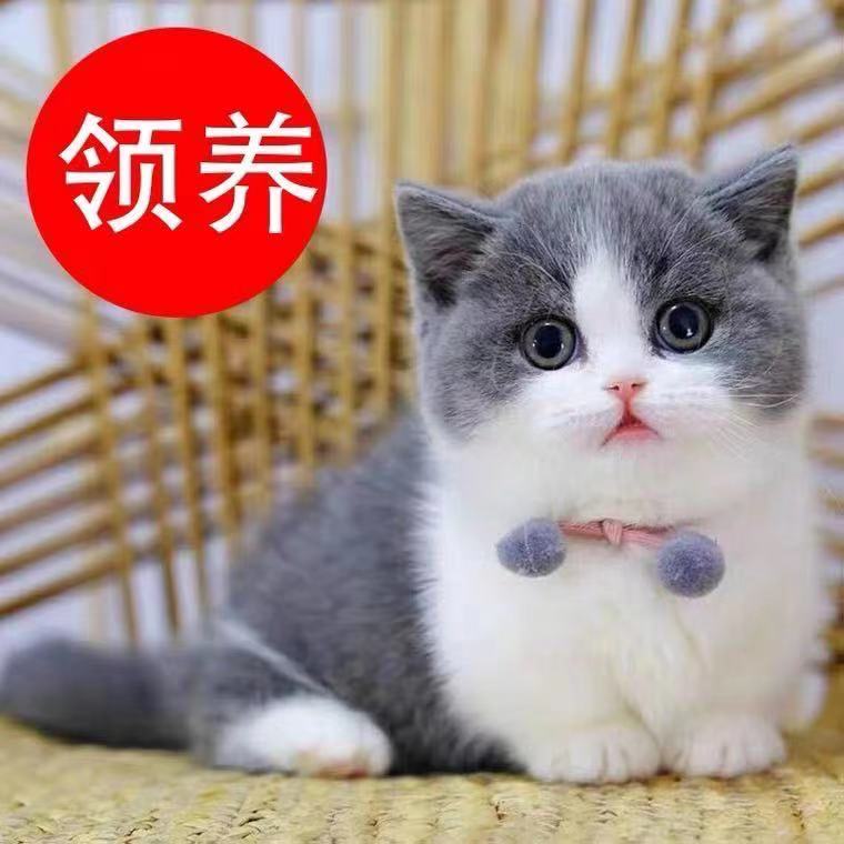免费领养小猫咪-新人首单立减十元-2022年11月|淘宝海外