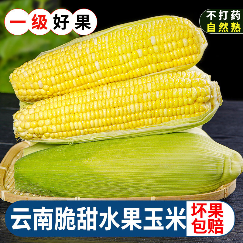 云南现摘水果玉米生吃粘苞谷棒子蔬菜9斤脆甜嫩玉米糯玉米新鲜10,淘宝优惠券,粉丝福利购,淘宝优惠卷