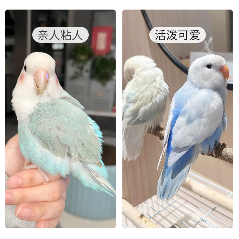 牡丹鹦鹉活鸟绿银金顶面类会说话的宠物鸟活物手养鹦鹉鸟一公一母,淘宝优惠券,粉丝福利购,淘宝优惠卷