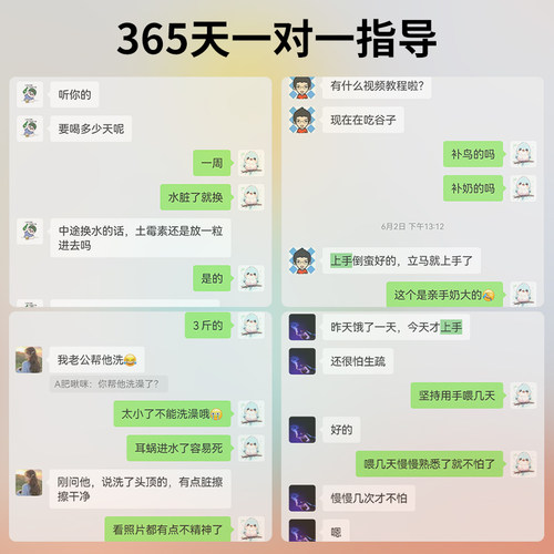 虎皮鹦鹉活鸟大头金彩欧血雏鸟幼鸟手养亲人小太阳鹦鹉一公一母 - 图2