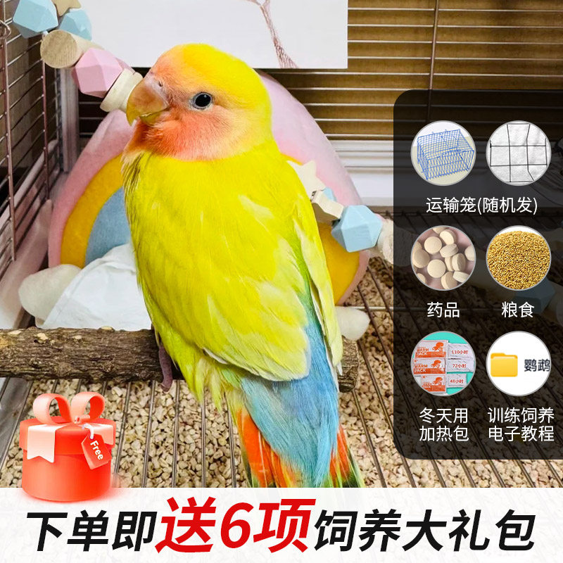 牡丹鹦鹉活鸟绿银金顶面类会说话的宠物鸟活物手养鹦鹉鸟一公一母,淘宝优惠券,粉丝福利购,淘宝优惠卷